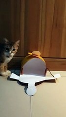 Cat playing ball