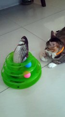 Cats are playing ball