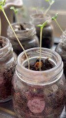 Though it is raining