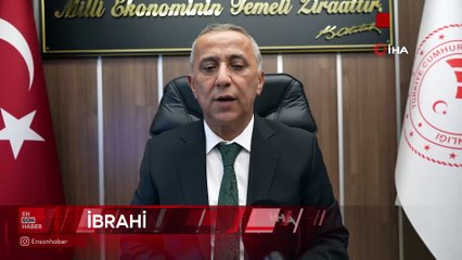Samsun'dan tıbbi sülük ihracatı