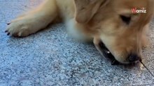 Insekt nähert sie Golden Retriever: Was folgt, war völlig unerwartet!