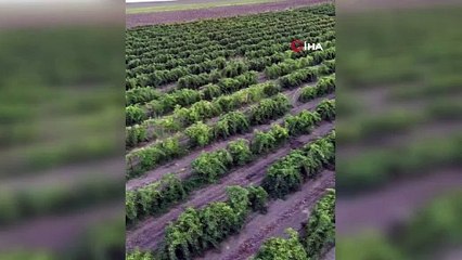 Gören gözlerine inanamadı: İşte Türkiye'nin en lezzetli yeşil devi