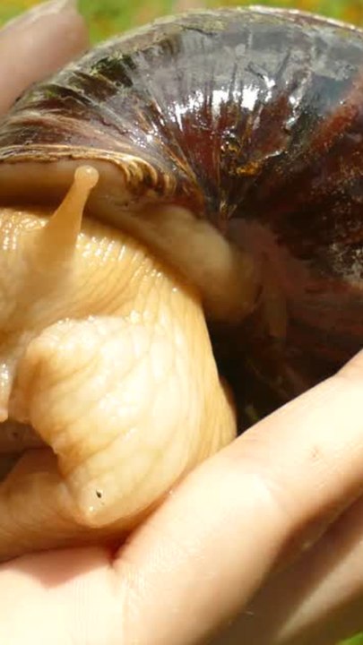 ECTLS - La coquille d'un escargot peut-elle repousser ? (1)
