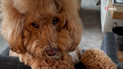 Dieser flirtende Hund ist das lustigste, was du heute sehen willst