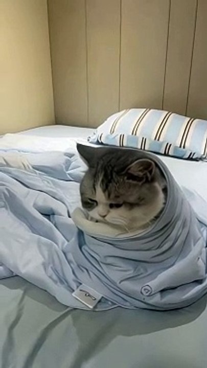 Cozy Cat Wrapped in Blanket - Cuteness Overload!