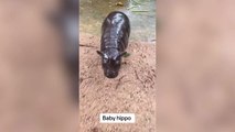 Meet the baby hippo that has captured hearts on social media