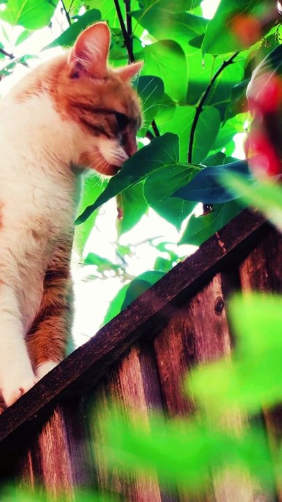 Adorable Cat Eating Leaves | Funny Feline Snack Time