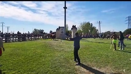 Violenta cogida del Toro de la Vega a un mozo