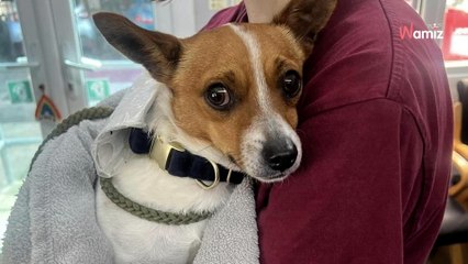 Ils découvrent un chien errant dans la rue : ce qu'il porte autour du cou leur donne des sueurs froides