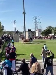 Un aficionado sufre una violenta cogida en la fiesta del Toro de la Vega