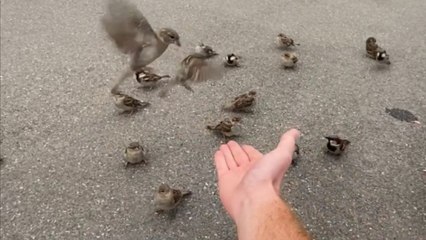 Lake Geneva visitor captures sparrows landing on his hand, part of their team.