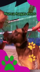 Por Qué No Debes Tocar las Orejas de un Perro Desconocido