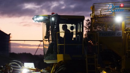 Lær at dyrke sukkerroer: Guide til såning og høst på Lolland-Falster 🌱