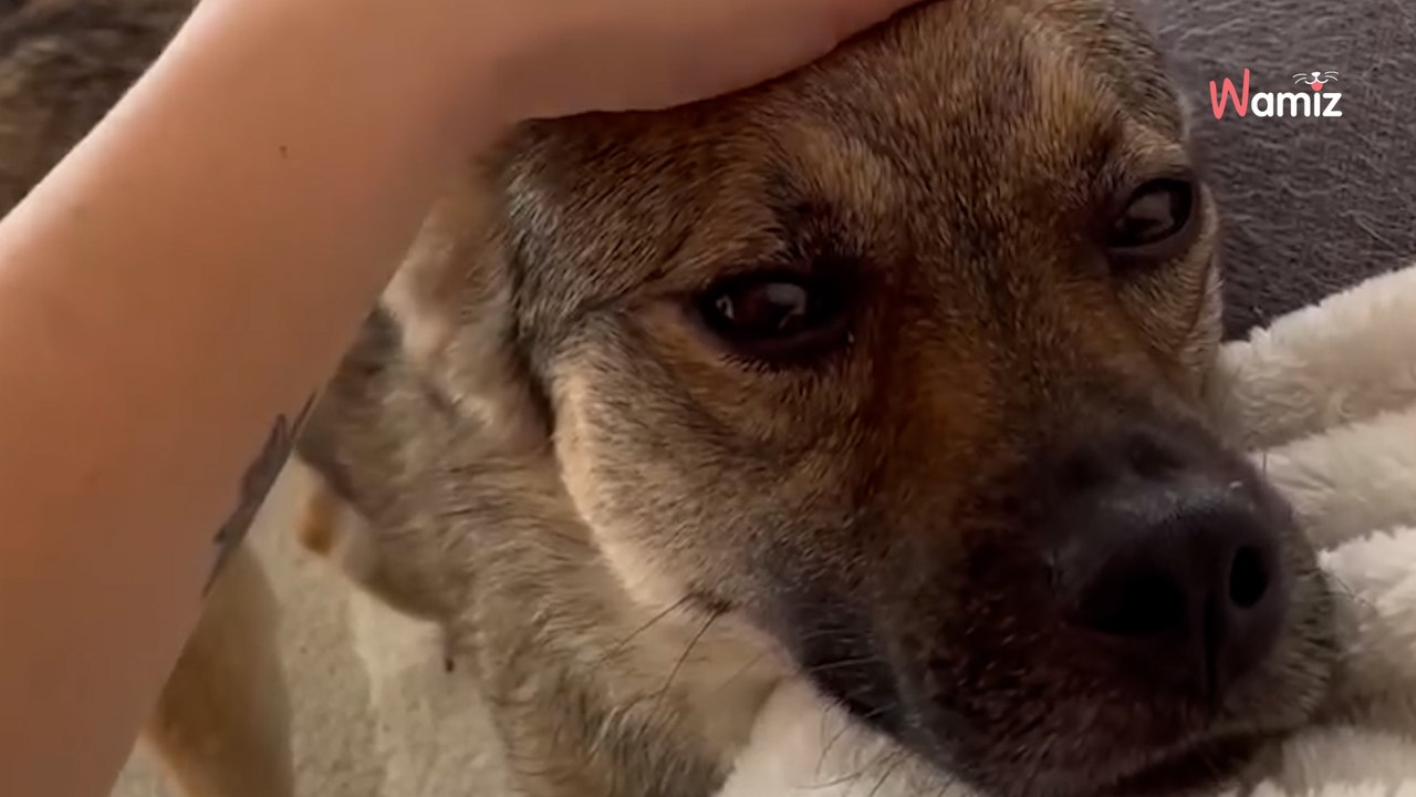 Ce chien s'était caché dans les égouts après avoir été renversé par une voiture : offrons une famille à Akel !