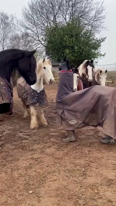 Fake Horse Tries to Blend in with Pack of Horses