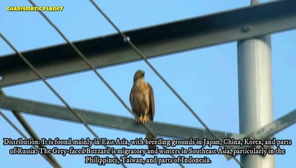 What Makes the Grey-faced Buzzard So Unique?
