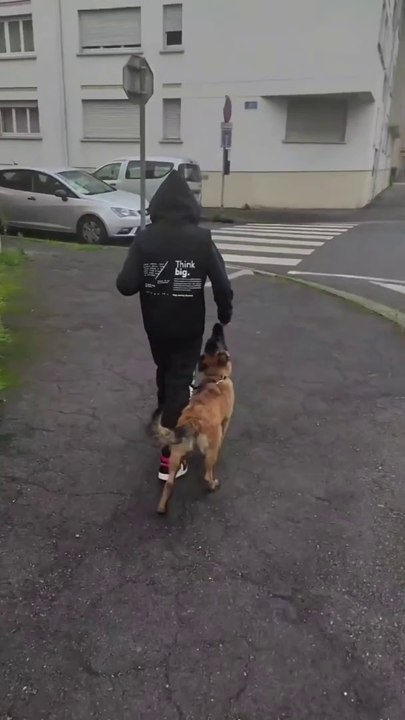 Éducation canine #Malinois