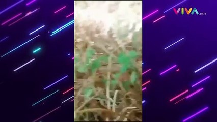 Ketangkap 'Esek-esek' di Semak Belukar, Pelajar SMA Senyum