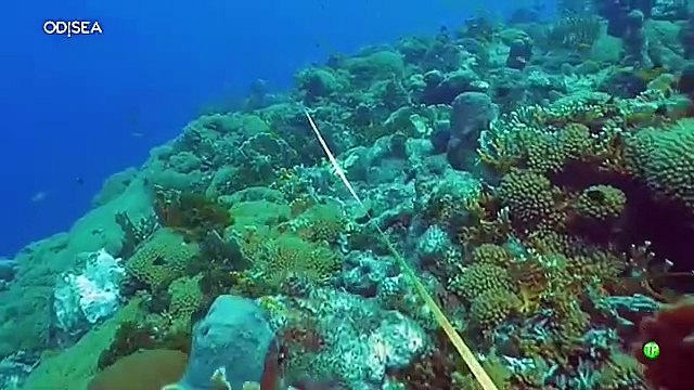 Cómo Proteger Nuestros Océanos: Innovaciones para Salvar el Futuro Marítimo