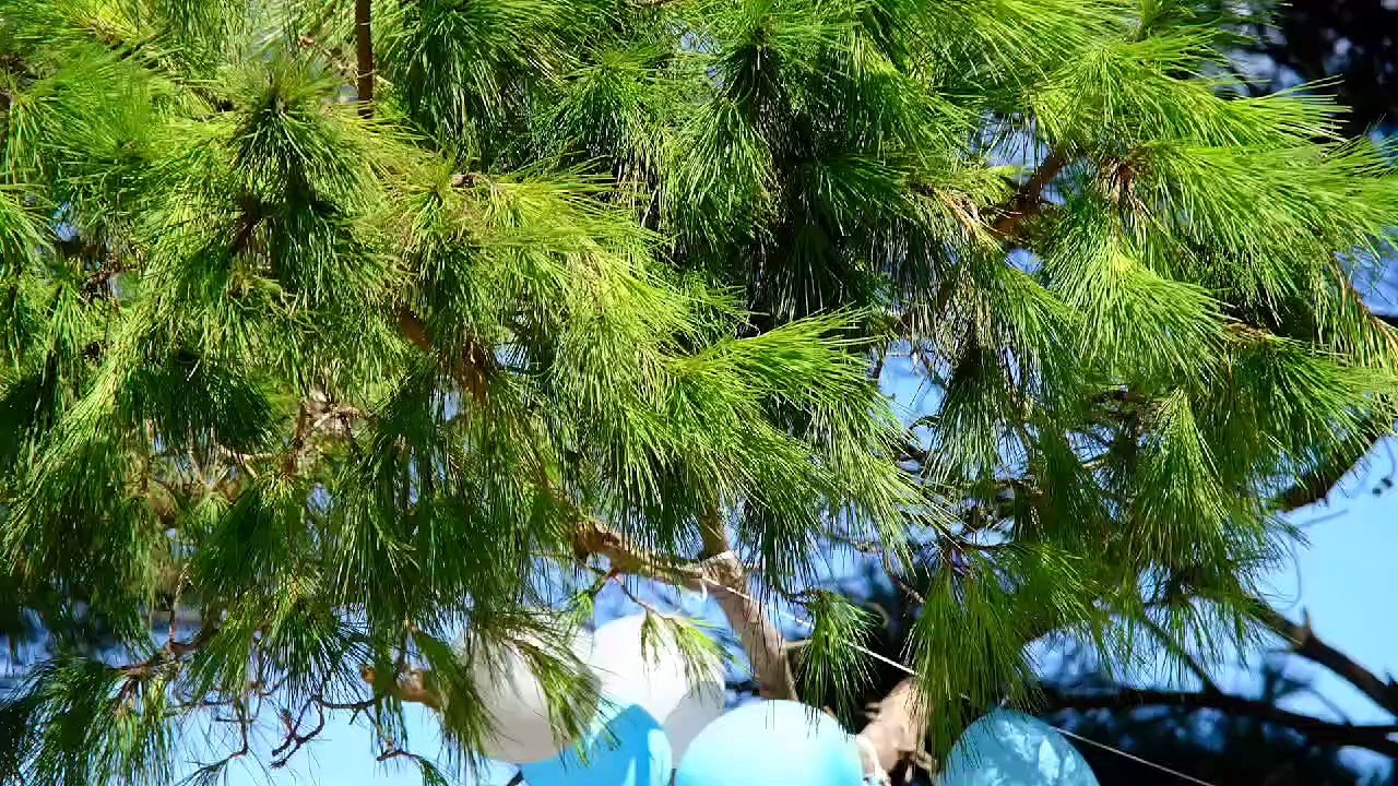 Sinop'ta kalplere dokunan etkinlik