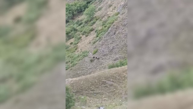 Lo que hace un oso pardo con sus crias al ver un pastor catalán retumba en Francia y enamora al mundo a partes iguales