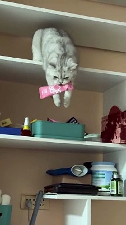 Hungry Cat Reaching for Snacks - Cute Kitty Snack Time | Cat Shorts