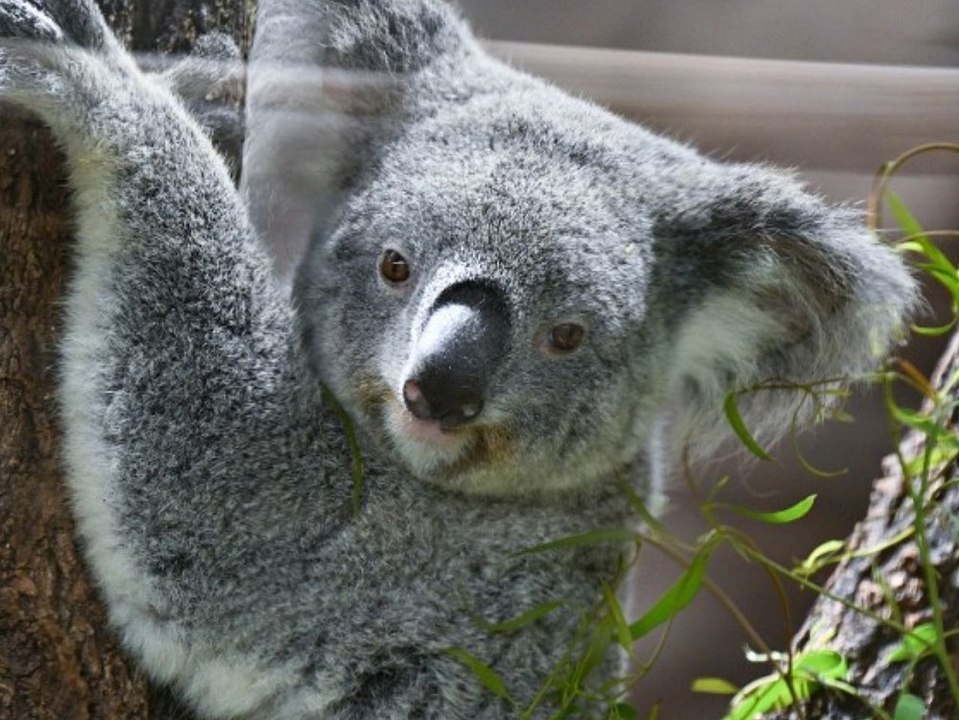 Koala auf Abwegen: Beuteltier wird zum skurrilen Supermarkt-Besucher!