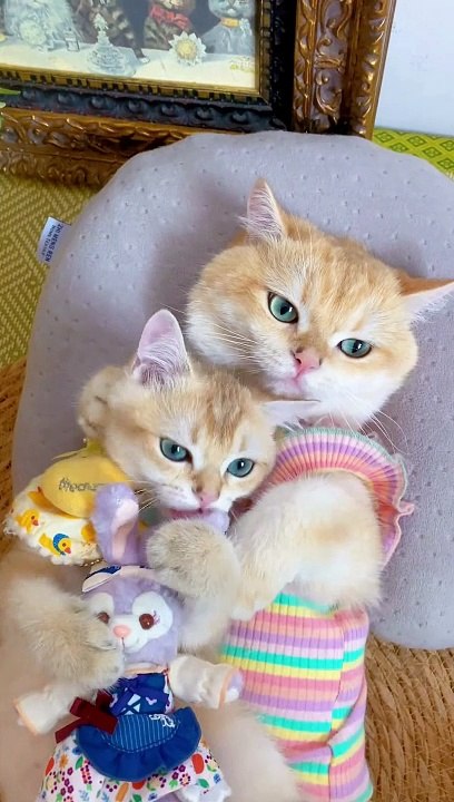 These Cats Will Melt Your Heart – Too Cute!