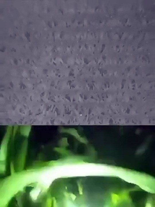 Dron localizó a un niño de 3 años que se había perdido en un maizal de 100 hectáreas