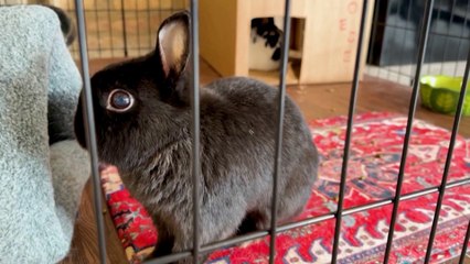 This Hotel Is One of the Most Adorable Things You’ll See All Day! Hint: Bunnies!