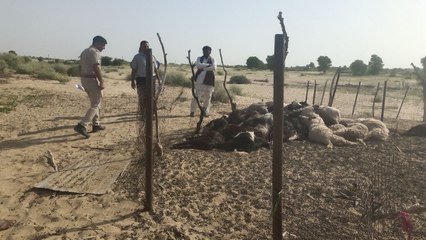 Watch Video: करंट लगने से 11 भेड़ें और 70 बकरियां मरी