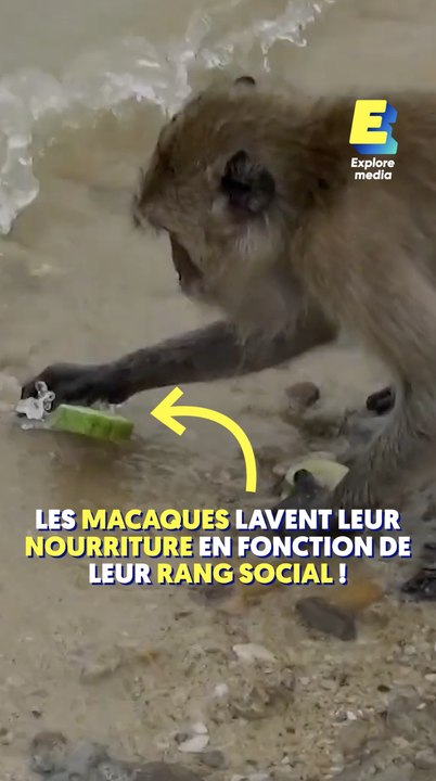 Les macaques lavent leur nourriture en fonction de leur rang social