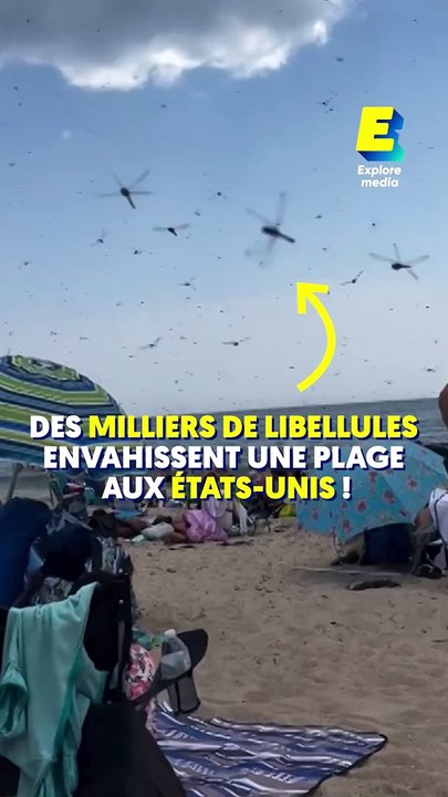 Des milliers de libellules envahissent les plages aux États-Unis