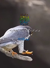 "Quran Verses on Patience and Strength"   3. "1 Minute Quran Recitation - Soothing & Calming"
