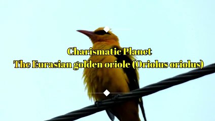Eurasian Golden Oriole - A Bird You Need to See Before It's Too Late!"