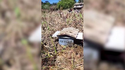 Defesa Civil retira grande enxame de abelhas no Veneza