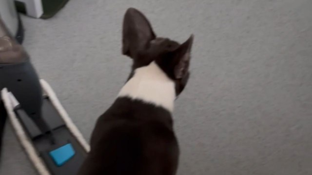 Popped balloon makes dog bark hysterically after the birthday party