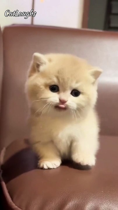 Kitten