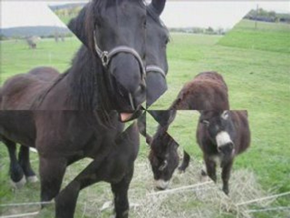 Midton le cheval Mérens et l'âne inconnu