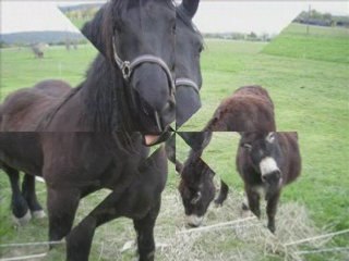 Midton le cheval Mérens et l'âne inconnu