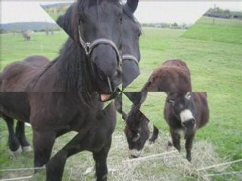 Midton le cheval Mérens et l'âne inconnu