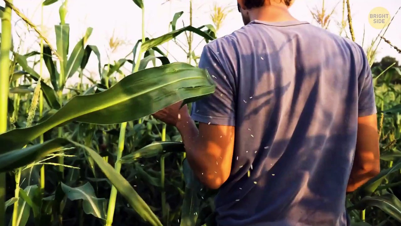 A Ship Missing for 132 Years Found Under a Cornfield