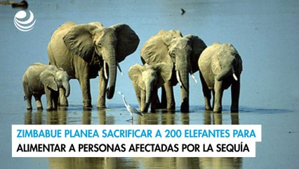 Zimbabue planea sacrificar a 200 elefantes para alimentar a personas afectadas por la sequía