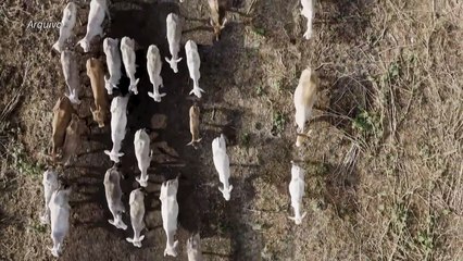 ONG associa grandes frigoríficos à 'destruição química' do Pantanal'