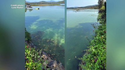 CH 17 Sept TOPO Algues bleues lac Nairne