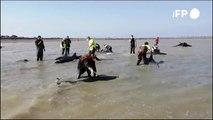 Salvan a 17 delfines varados en una playa del suroeste de Francia