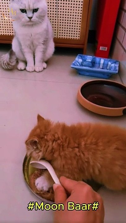 Cat funny video part 1\Moon Baar