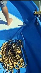 Captan tiburón en playa de Trujillo