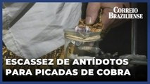 OMS alerta para escassez de antídotos para picadas de cobra