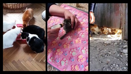 Rositsa’s Furry Friends - Castration against animal suffering